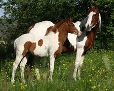 Abaco Barb Horses